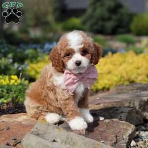 Bambi, Cavapoo Puppy